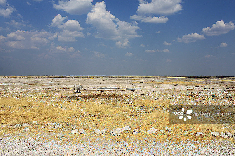 黑犀牛图片素材