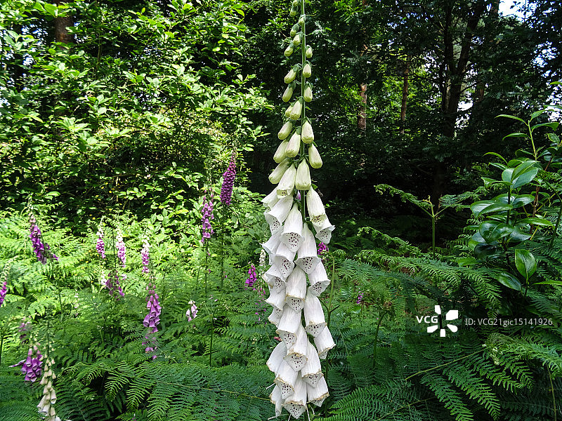 毛地黄图片素材