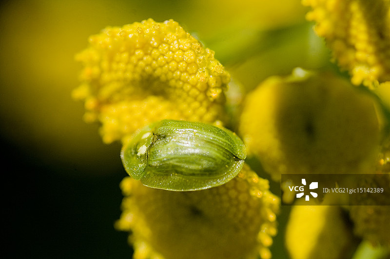红斑艳叶金花虫图片素材