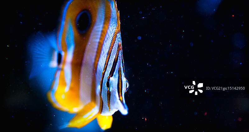 丝蝴蝶鱼图片素材