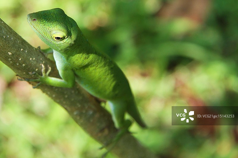 绿蜥蜴图片素材