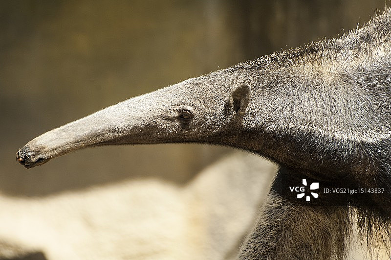 长鼻子先生图片素材