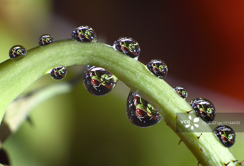 掉落的栗子图片素材