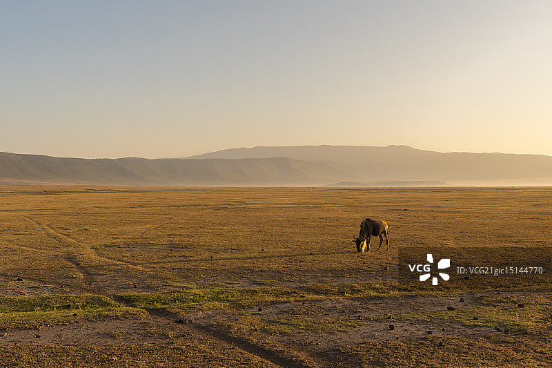 黎明时分的角马图片素材