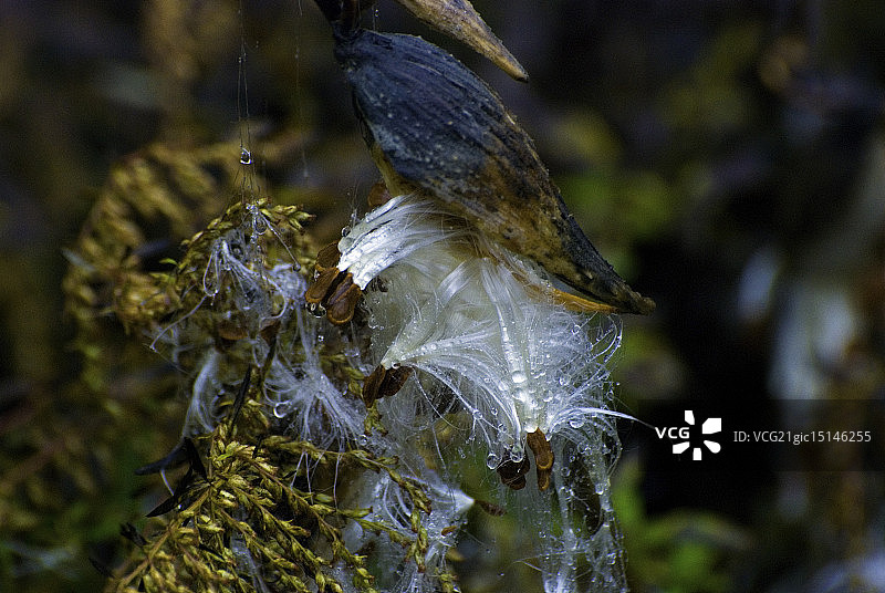 雨中的马利筋图片素材