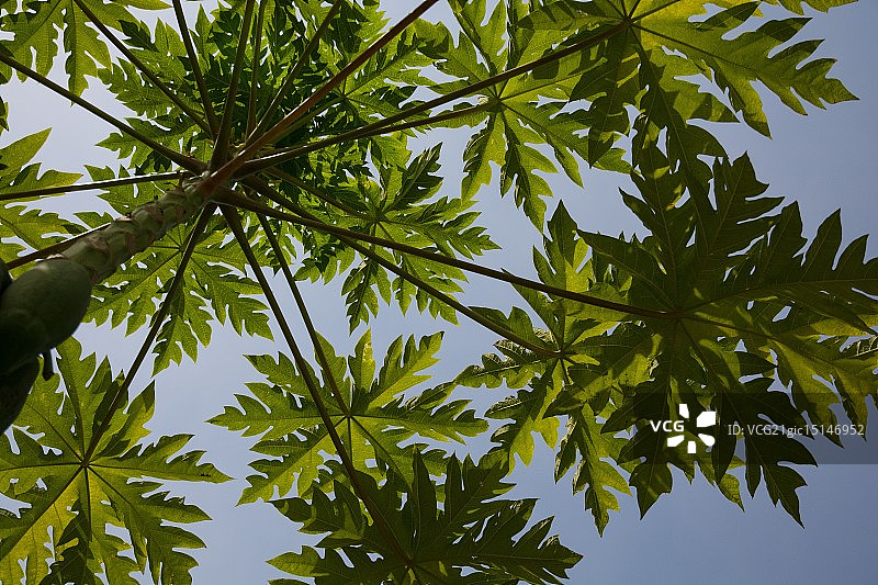 木瓜树图片素材