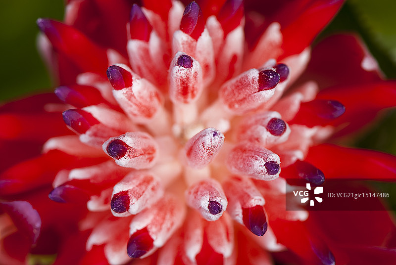 凤梨科植物图片素材