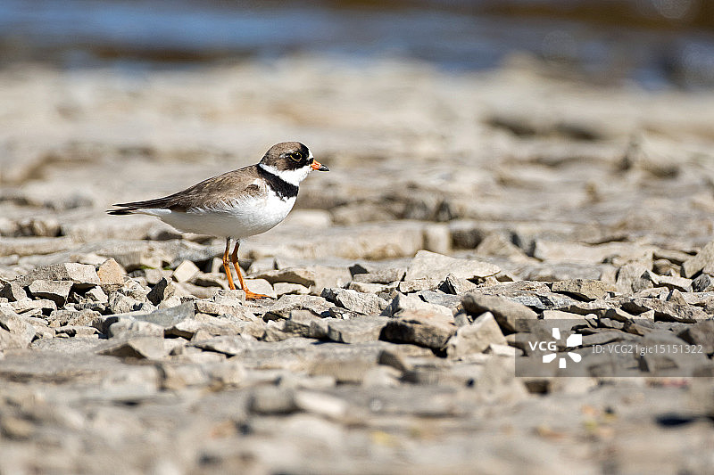 岸边的半蹼鸻图片素材