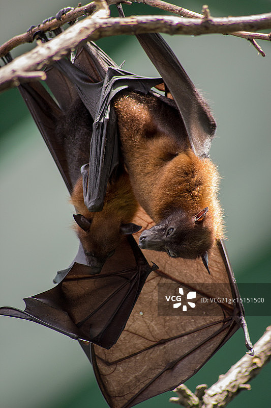 柏林动物园图片素材