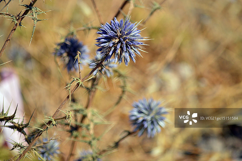 带刺的图片素材