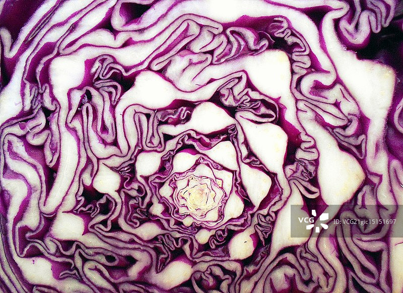 紫色的卷心菜图片素材
