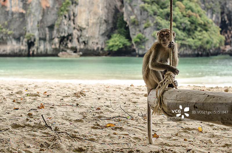 莱利海滩的猴子图片素材
