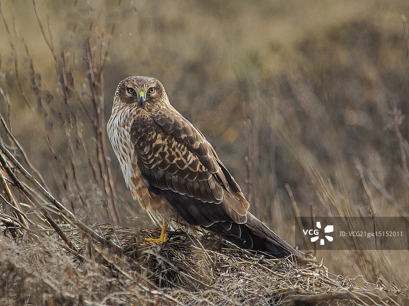 北方猎兔犬图片素材