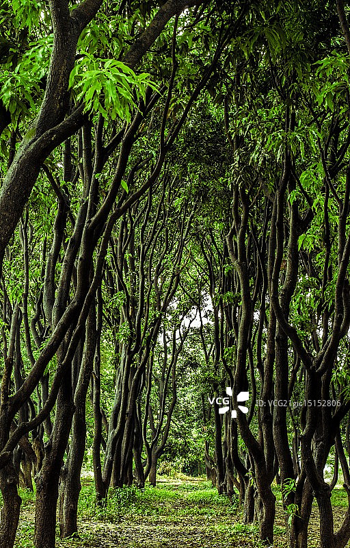 高大的树木图片素材