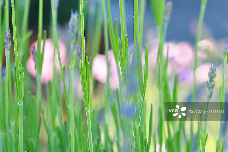 薰衣草和粉色图片素材