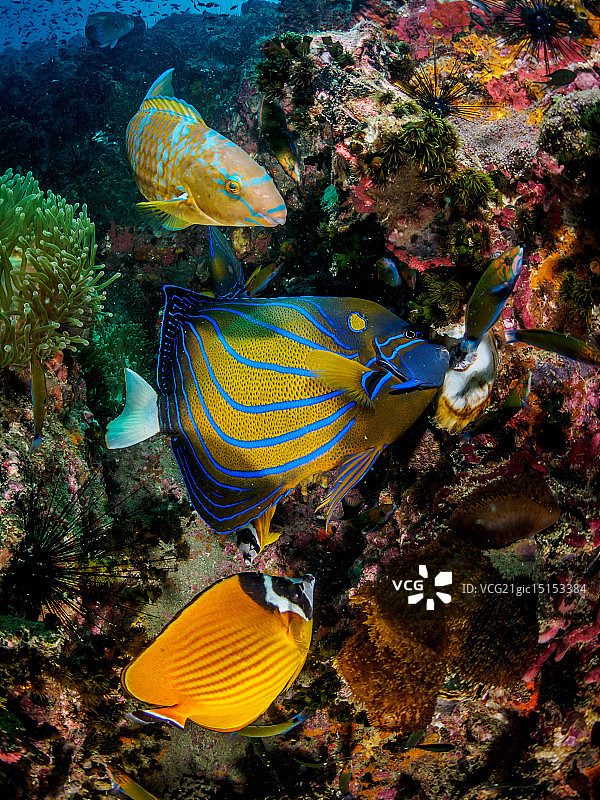 Wonderwall图片素材