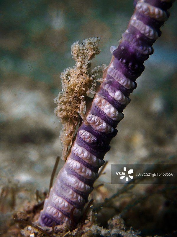 海笔虾图片素材