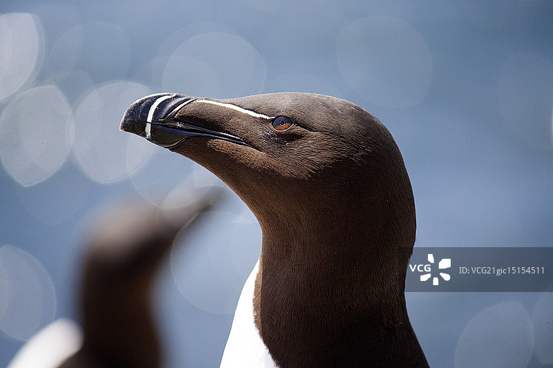海雀肖像图片素材