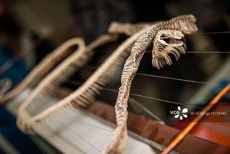 欧洲蝰蛇图片素材