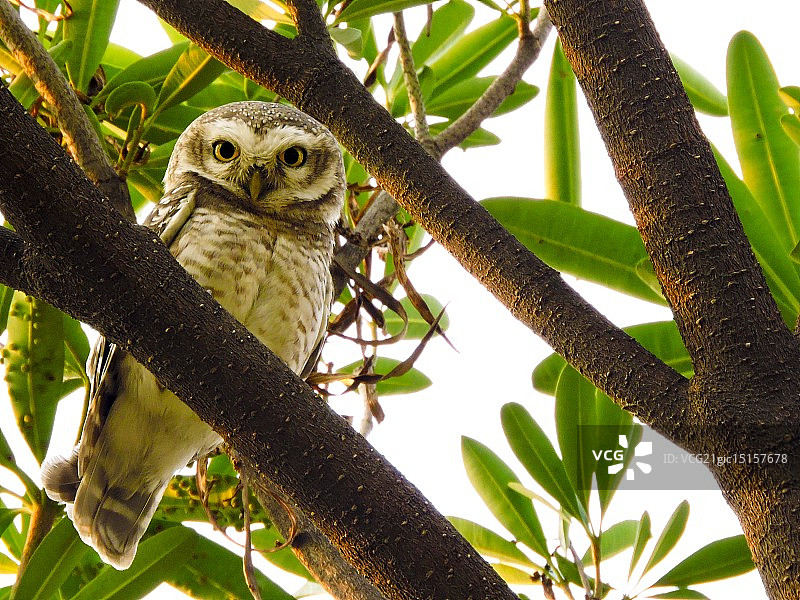 斑点小鸮图片素材