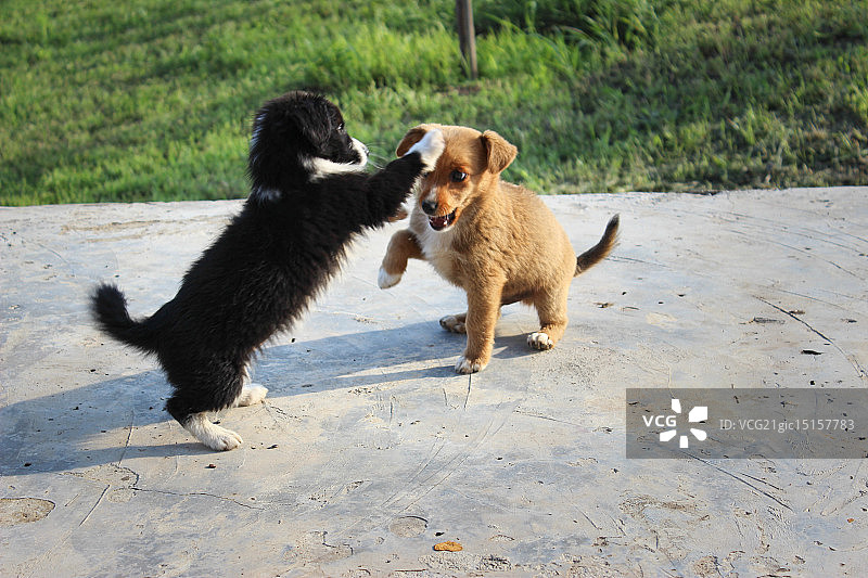 一起玩耍吧图片素材