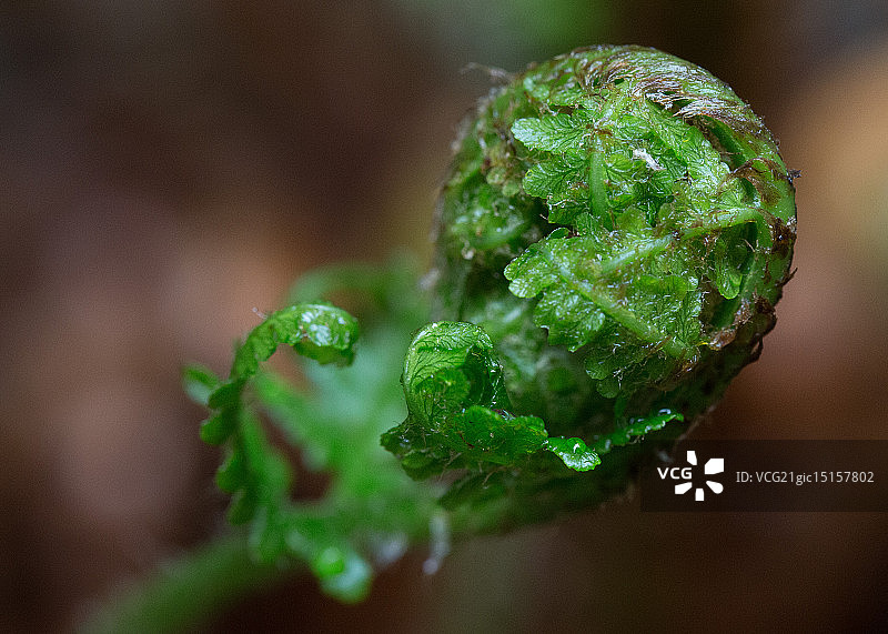 雨后的叶状体图片素材