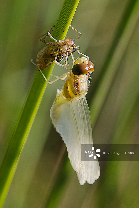 新生蜻蜓图片素材
