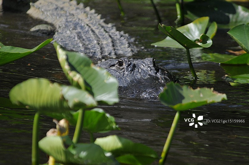 佛罗里达州鳄鱼图片素材