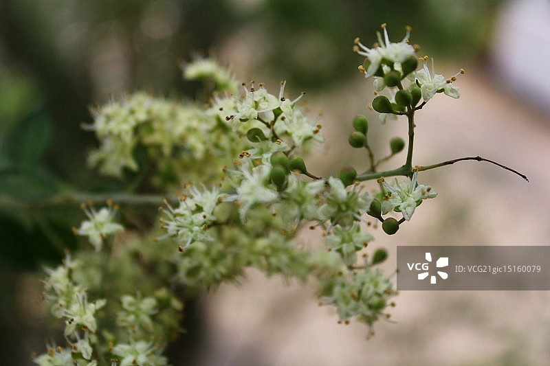 一束花粉图片素材