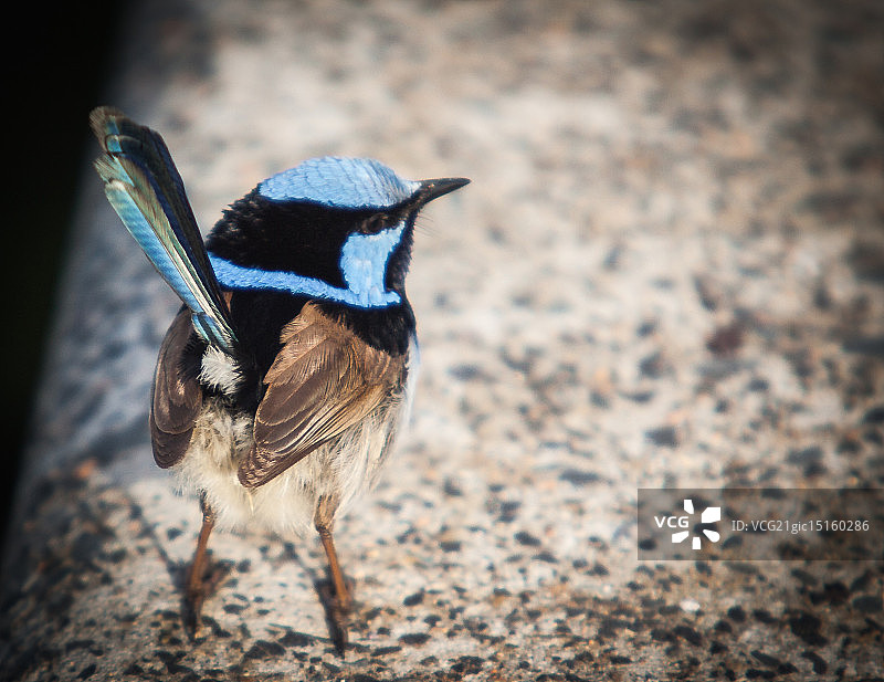 蓝色鹪鹩金图片素材