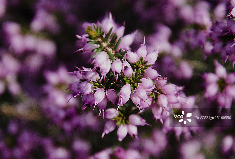 粉色石楠花图片素材