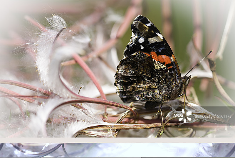 红蛱蝶图片素材