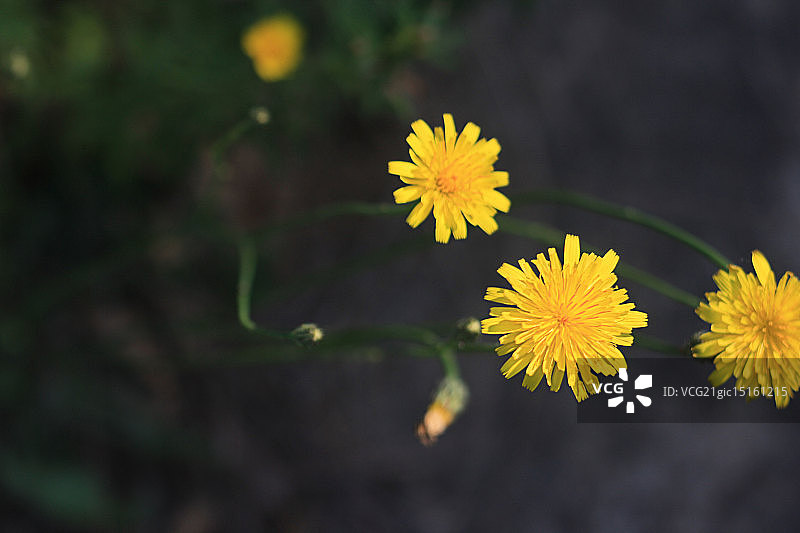 响尾蛇图片素材