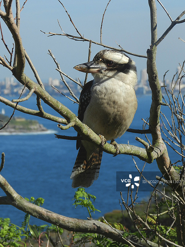 笑翠鸟图片素材
