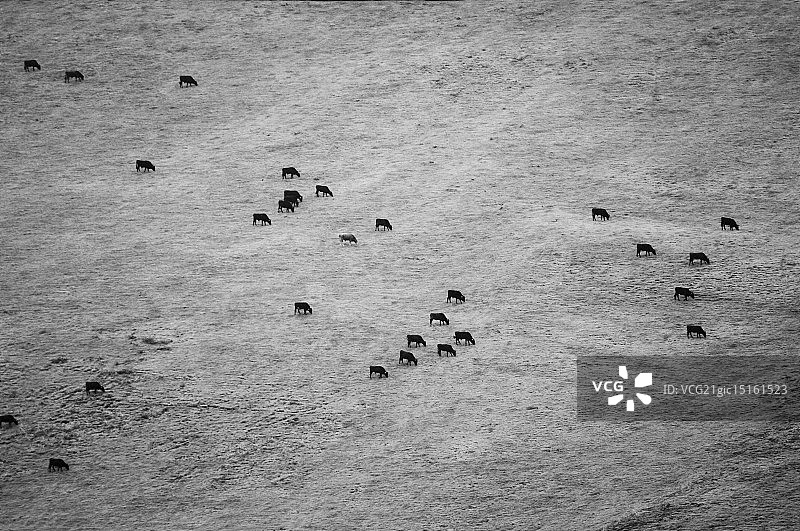 你能数出多少头牛？图片素材