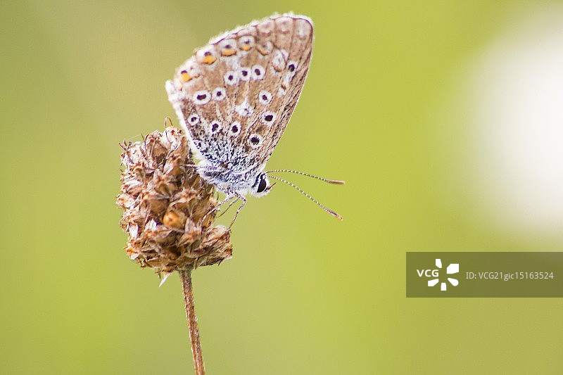 伊卡洛斯灰蝶图片素材