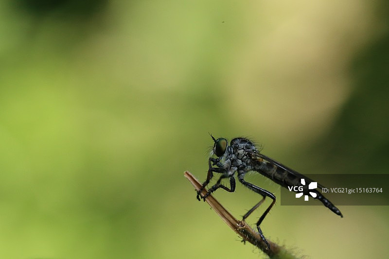 食虫虻图片素材