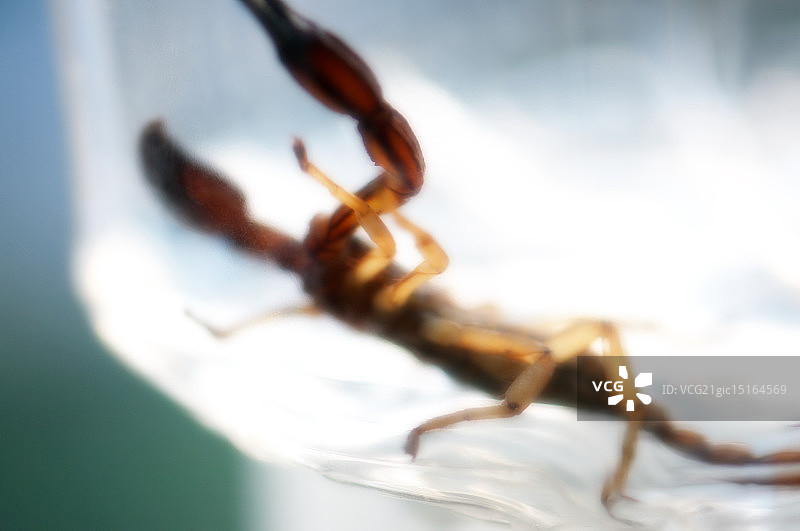 蝎子抽象设计图片素材
