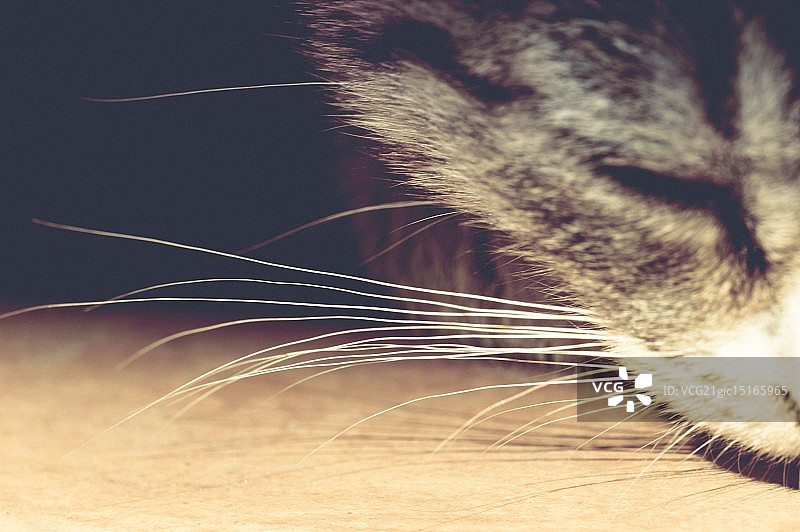 猫的胡须图片素材