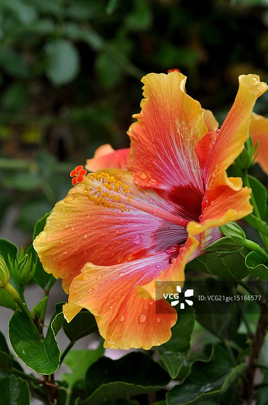 粉红葡萄柚图片素材