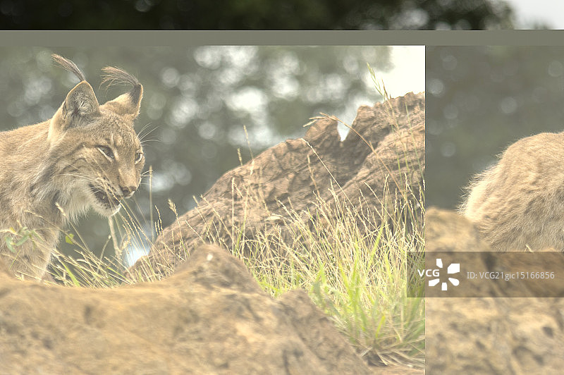 欧亚猞猁图片素材