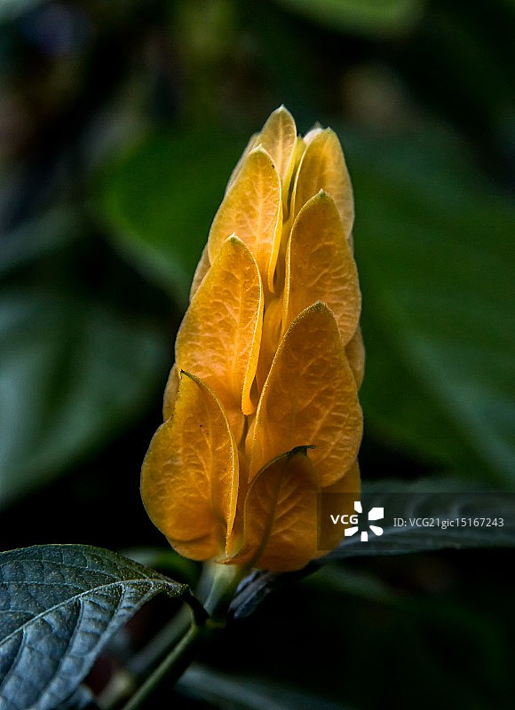 金苞花图片素材