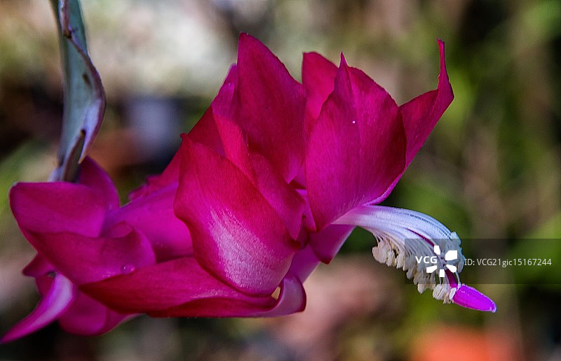 圣诞仙人掌图片素材