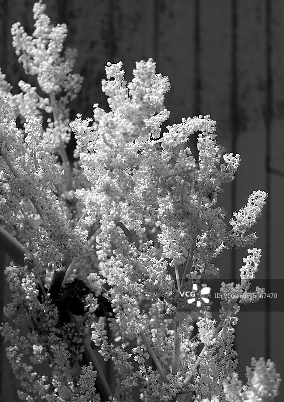 大黄花图片素材