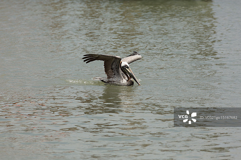 游泳的棕色鹈鹕图片素材