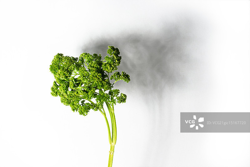 抽象欧芹图片素材