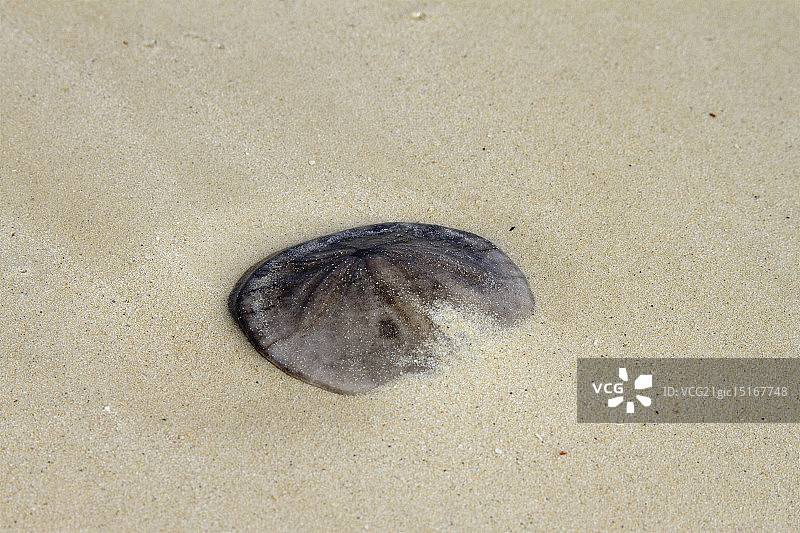 穴海钱图片素材