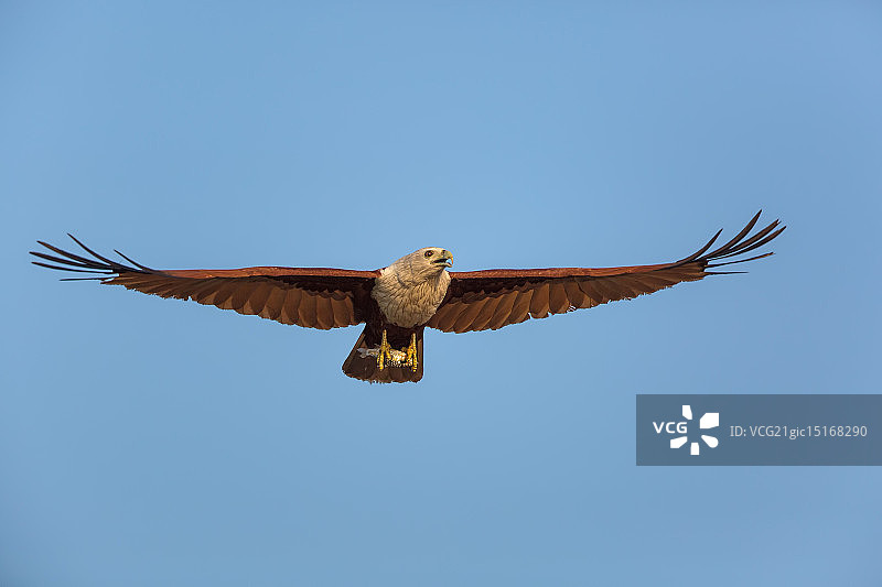 捕获猎物的栗鸢图片素材