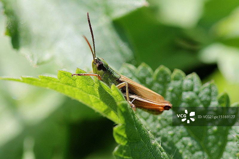 好奇的蟋蟀图片素材