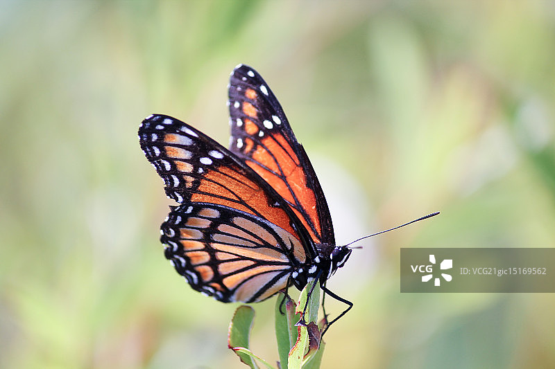 黑脉金斑蝶图片素材
